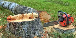 How Our Tree Care Process Works  in  Montour Falls, NY