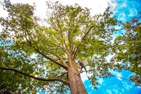 Best Tree Removal  in Montour Falls, NY