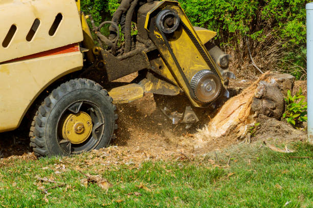 Best Lawn Watering Services  in Montour Falls, NY
