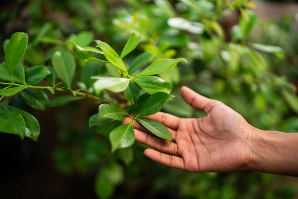 Trusted Montour Falls, NY Tree Services Experts