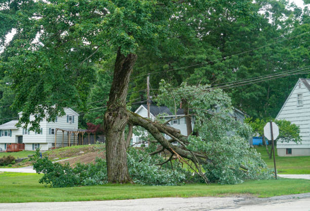Best Tree Disease Treatment  in Montour Falls, NY