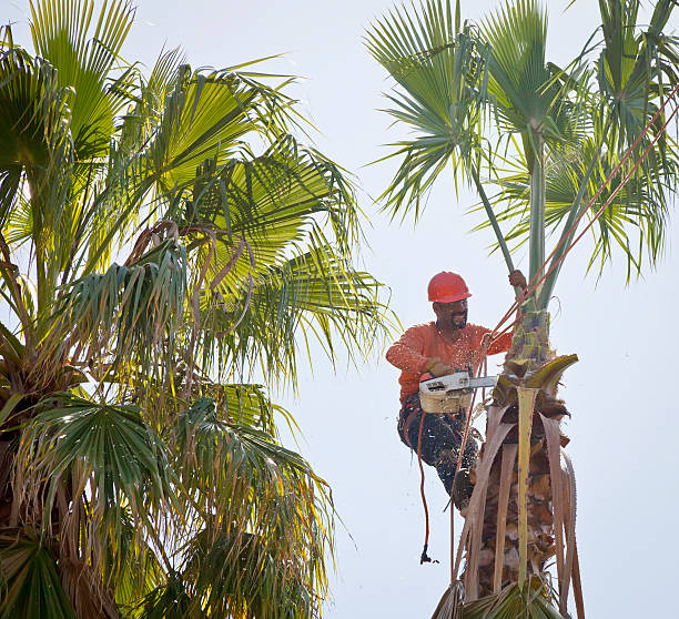 Best Tree Risk Assessment  in Montour Falls, NY