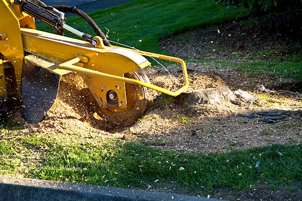 Best Artificial Turf Installation  in Montour Falls, NY