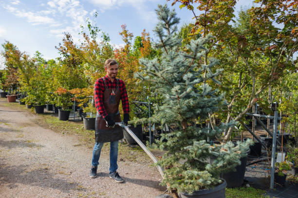 Best Tree Cabling and Bracing  in Montour Falls, NY