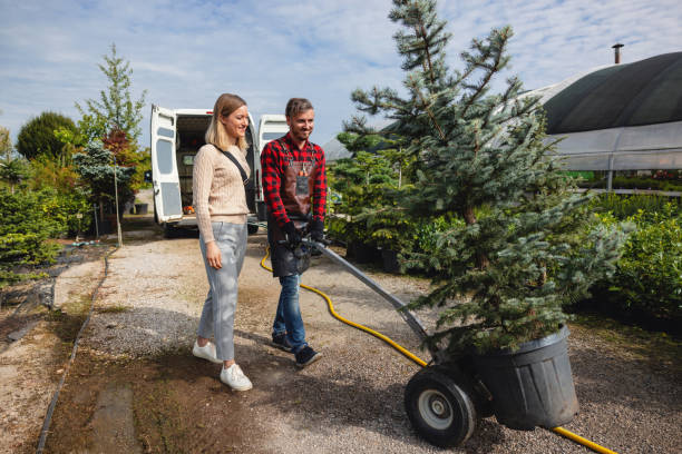 Lawn Renovation and Restoration in Montour Falls, NY