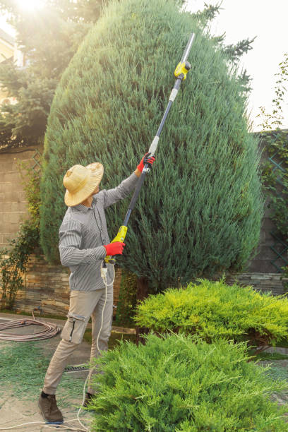 Reliable Montour Falls, NY Tree Services Solutions