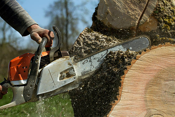 Best Tree Maintenance Programs  in Montour Falls, NY